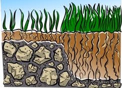 灌溉方式选择中的土壤深度因子