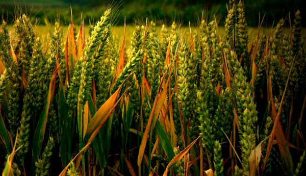 小麦现金作物灌溉